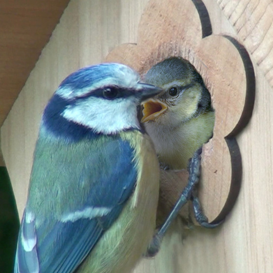 mésange bleue Jardin Nichoir