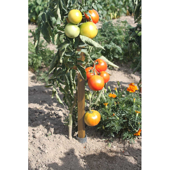 piquet tomate