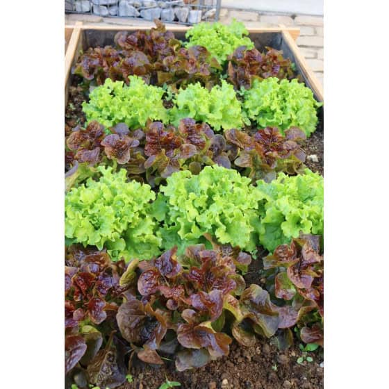 Rectangle potager en bois français pour cultiver salade