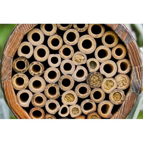 Nichoir pour abeille avec alvéoles en bois