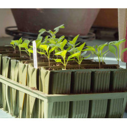 Godet pour semis à racine profondes