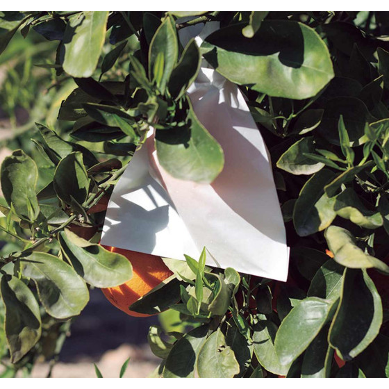 sac protection fruits