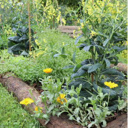 coaching en ligne jardinage