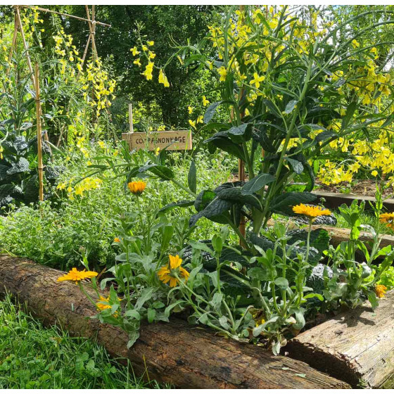 créer son plan de culture au potager