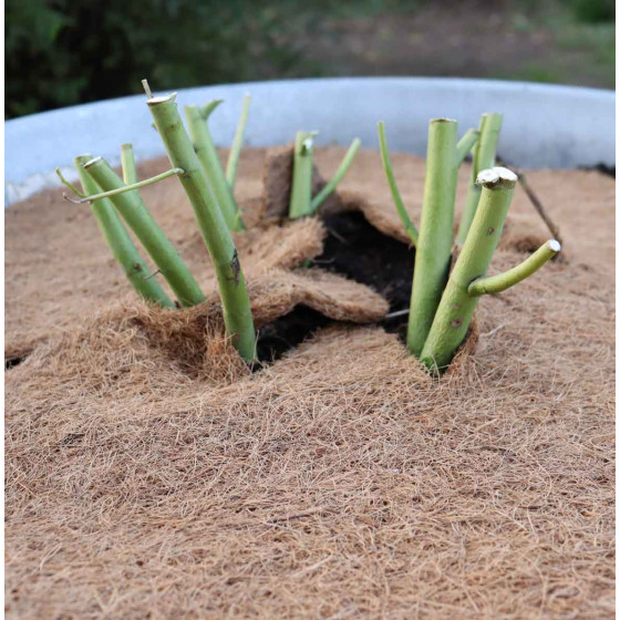 Disque de paillage pour la protection des plants