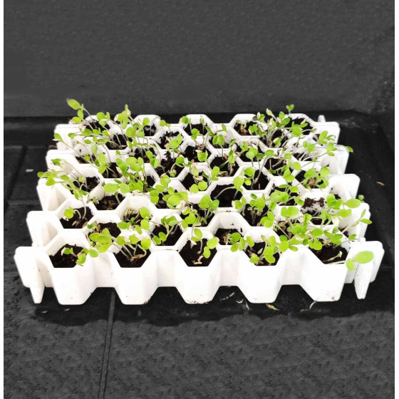 Kit de germination