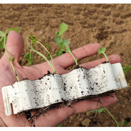 Kit germination semis