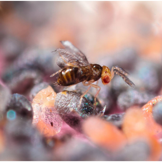 anti mites alimentaires