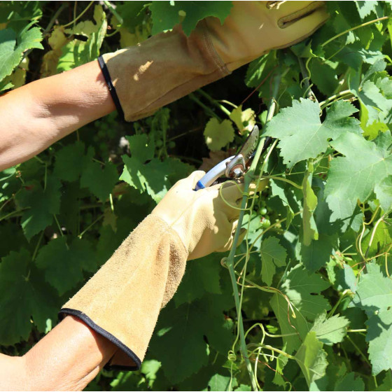 gants pour tailler rosiers et grosses épines