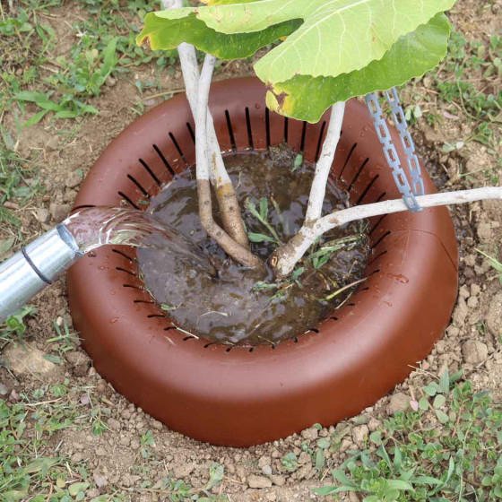 arrosage arbre fruitier