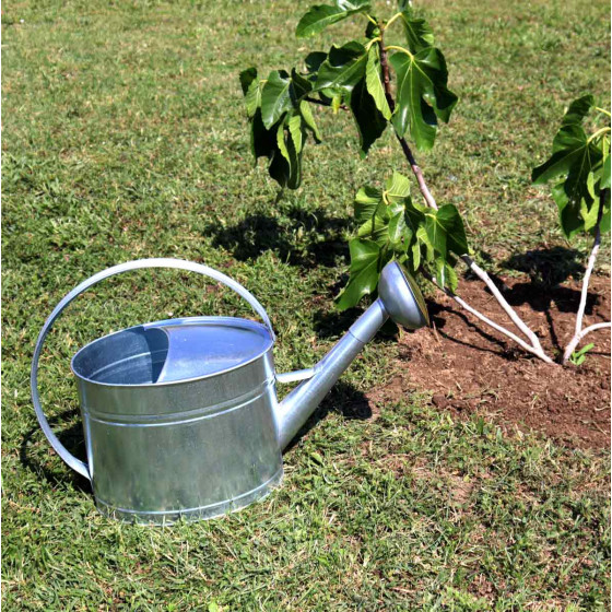 arrosoir jardin avec pomme d'arrosoir