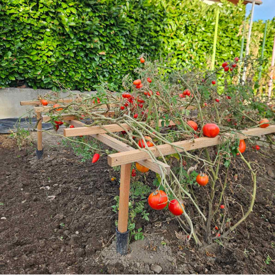 Tuteur tomates cerises