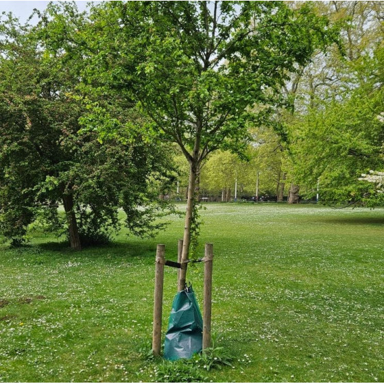 sac arrosage arbre