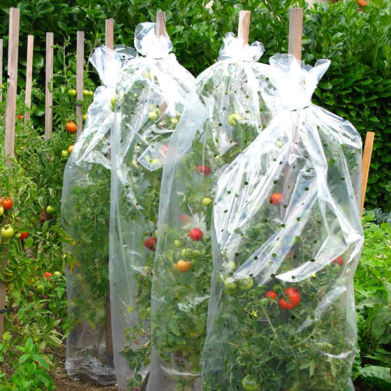 housse protection tomates