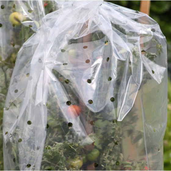 housse de forçage pour protéger tomates