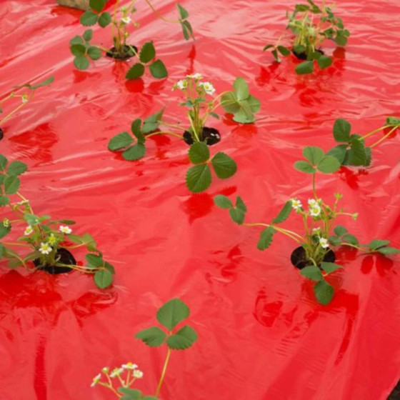 Film de paillage fraisier 40 trous pré découpés