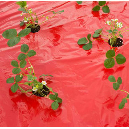 paillage fraisier avec film rouge