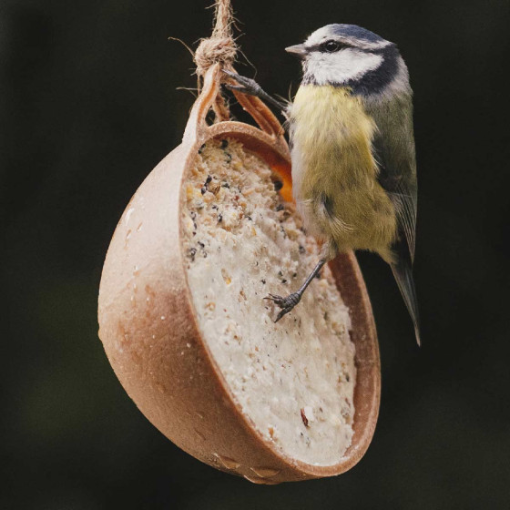 noix de coco pour oiseaux