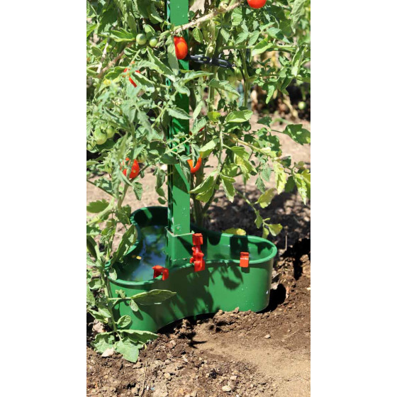 Réserve d'eau goutte à goutte pour tomate