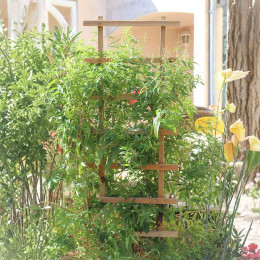 treillis en bois pour plantes grimpantes