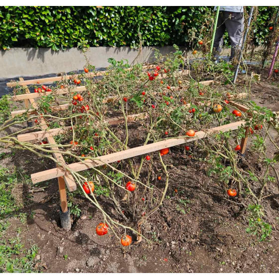 tuteur tomate horizontal Made in France