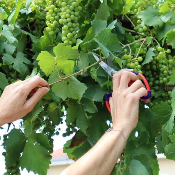 gros ciseaux de jardinage