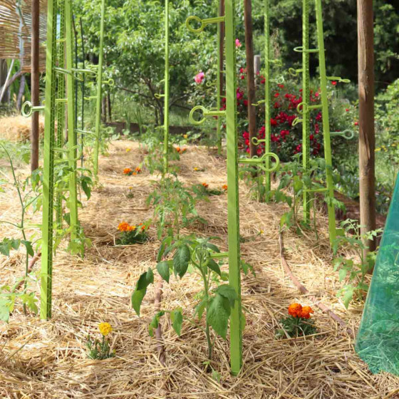 Tuteurs a tomate