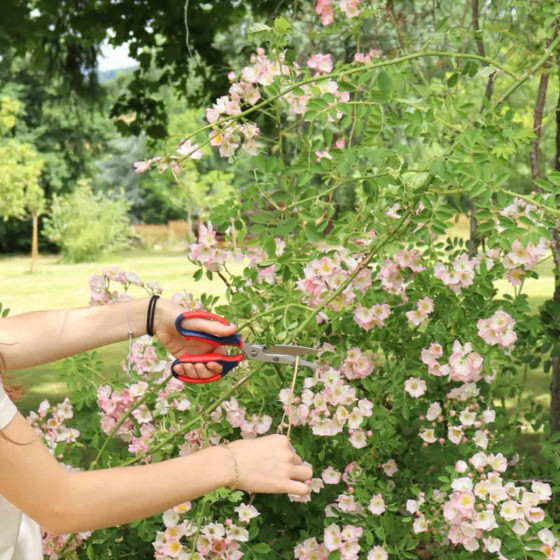 ciseaux de jardin