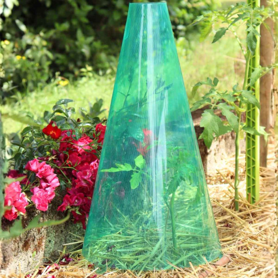 cone de forcage pour tomate