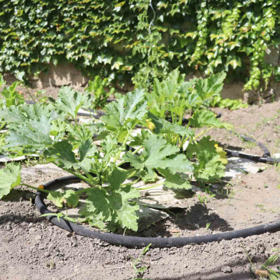 arrosage goutte a goutte pour le potager