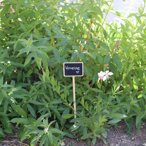 etiquette en bois a planter