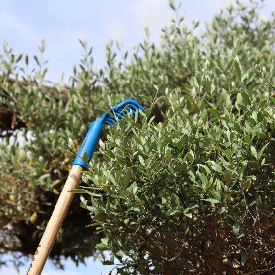 peigne pour olives fabrication francaise