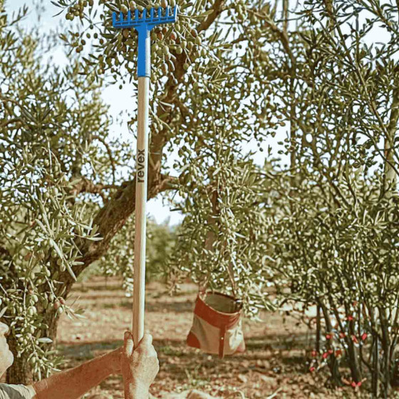 rateau olive avec manche en bois pour ramasser les olives