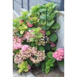 Tuteur 2 supports 1 m en demi-cercle diamètre 65 cm