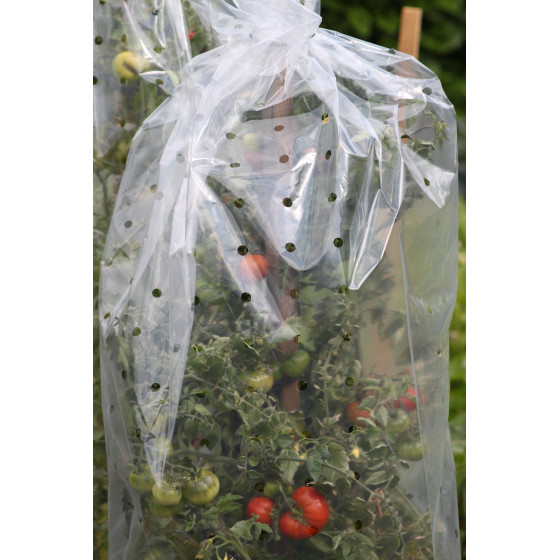 housse de forçage pour protéger tomates