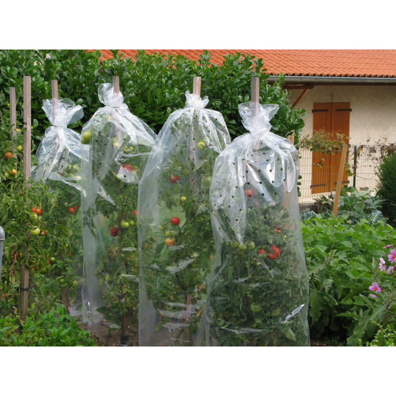 Voile de protection durable pour plants de tomates