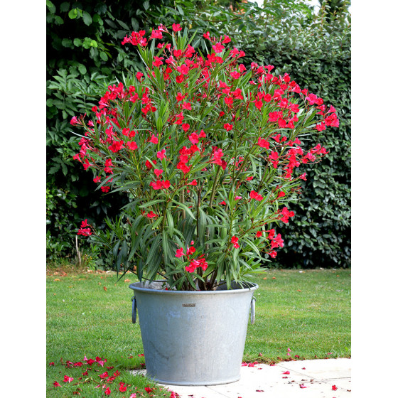 Pot de fleurs en zinc