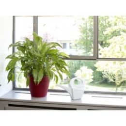 Arrosoir design d'intérieur 2 litres blanc