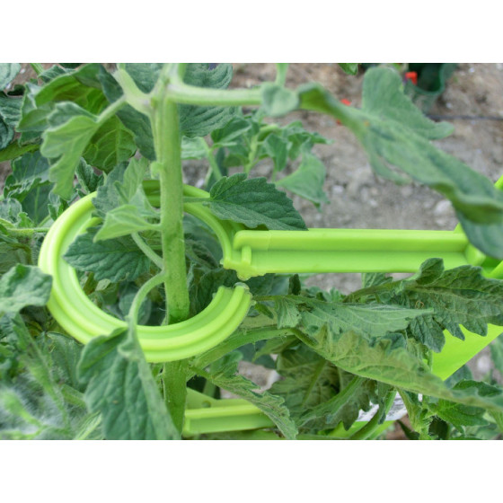 attache pour tuteurer les tomates