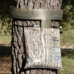 Eco piège à chenille processionnaire du pin diamètre 55 cm