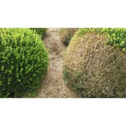 Insecticide pyrale du buis naturel 20 g