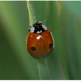 larve de coccinelle anti puceron