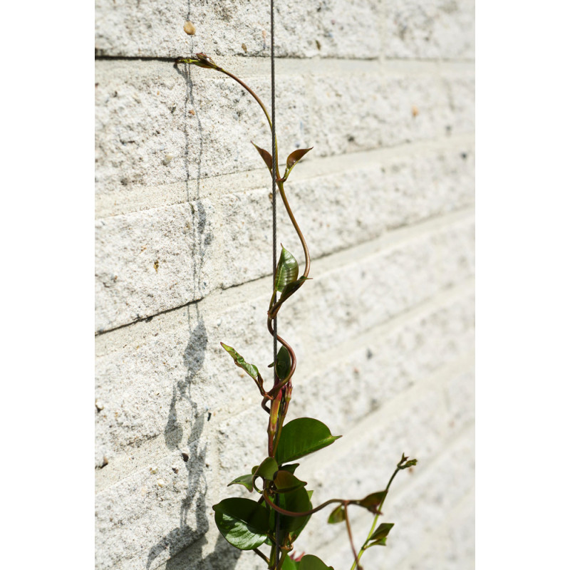 Câble de fixation pour plantes grimpantes, 1 rouleau, fil de fixation  efficace et Durable pour la vigne et le - Cdiscount Jardin