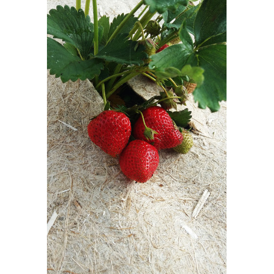 rouleau chanvre paillage pour pailler fraisier