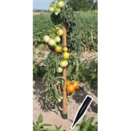 piquets de tomates en bois