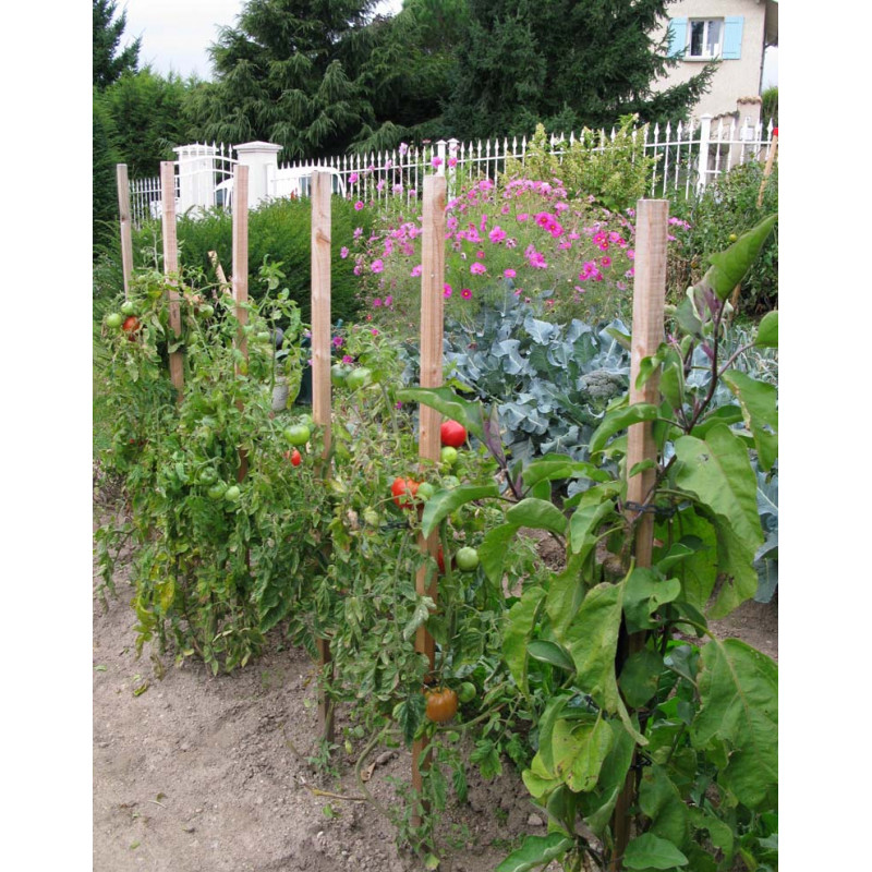 Le cône anti pourrissement pour tuteur tomate par Jardin et Saisons