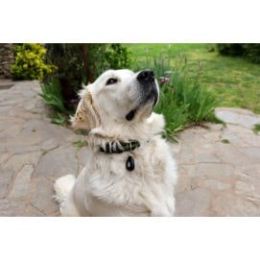 ultrason anti tique chien