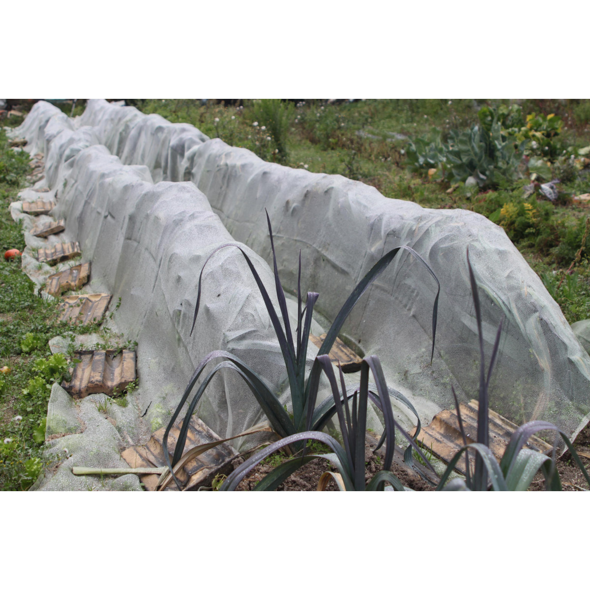 Jardin Insecte Filets Potager: 1,2 x 5 m Protection à mailles fines pour  poireaux arbres fruitiers jardinage plante voile blanc