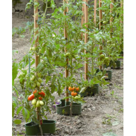 supports pour tomates BigCheer Lot de 200 plantes grimpantes pour fixation des plantes 