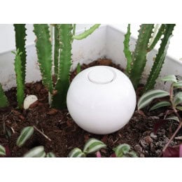 olla a planter